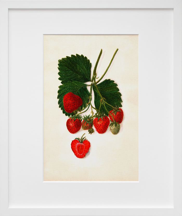 Vintage Watercolor Berry Trio
