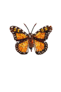 Wanderer Monarch Butterfly Brooch - A small butterfly brooch with outstretched wings, slightly wider than it is tall. The surface is layered with soft felt and detailed stitching, with raised beads and sequins that add texture and a light shimmer. The wings are patterned with structured lines and edges, giving a defined, symmetrical shape. A metal pin on the back allows it to be fastened to clothing. Each handmade piece varies slightly in detail and texture.