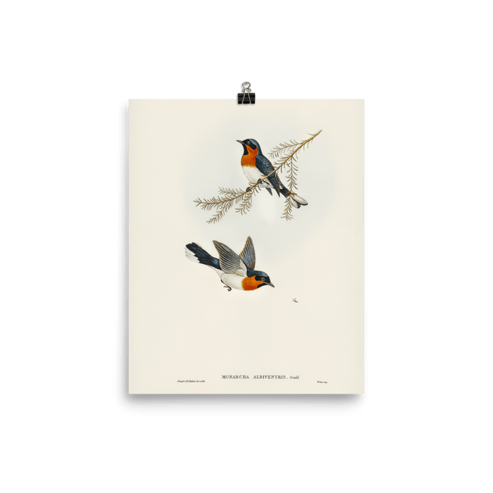 "White - bellied Flycatcher" Art Print - Lone Fox