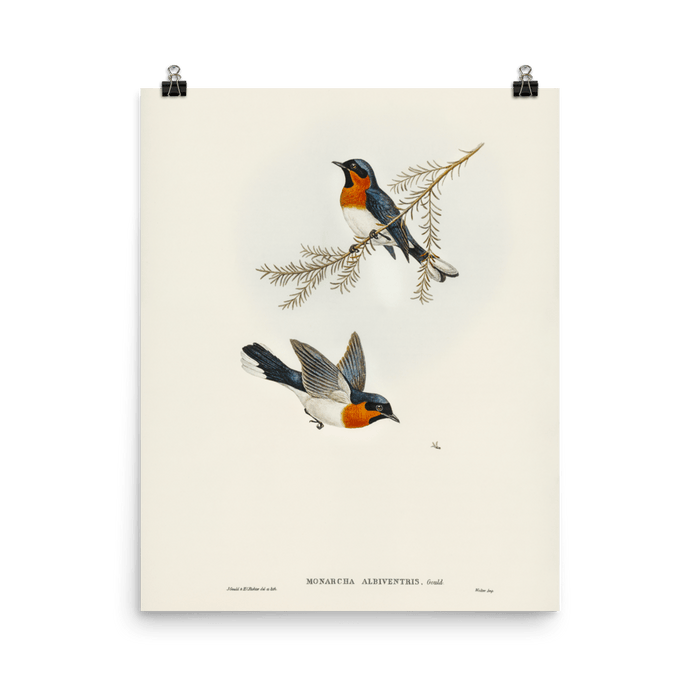 "White - bellied Flycatcher" Art Print - Lone Fox