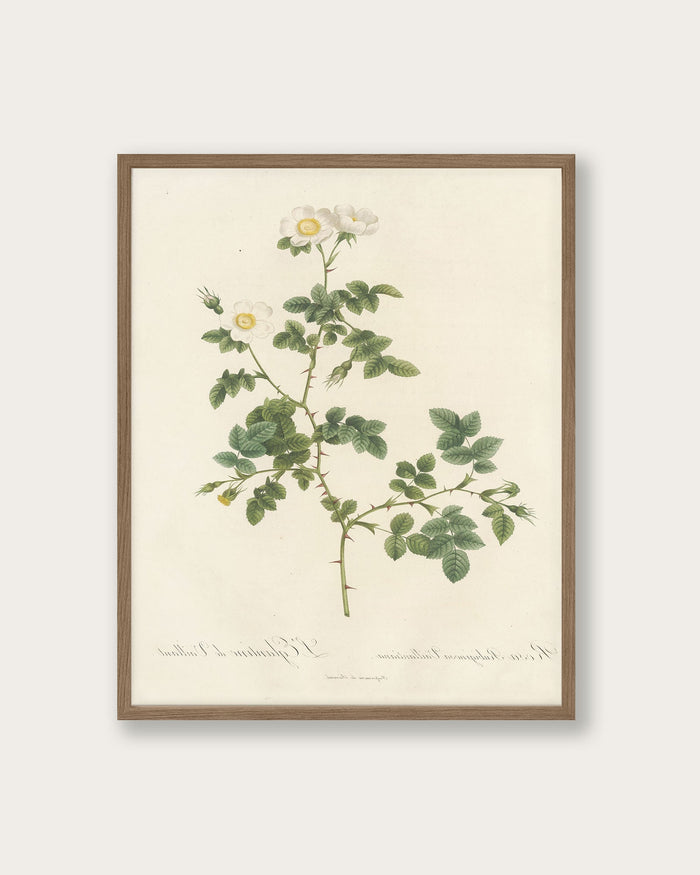 "White Flowers" Art Print - Lone Fox