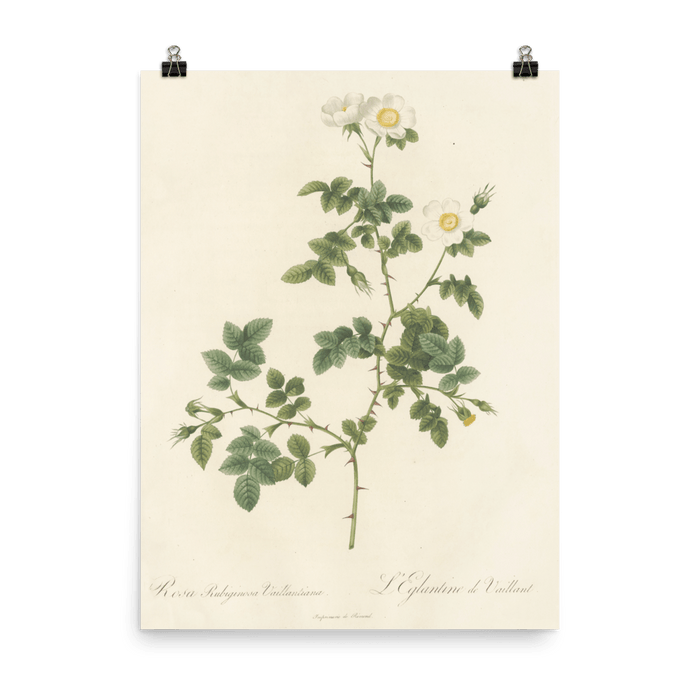 "White Flowers" Art Print - Lone Fox