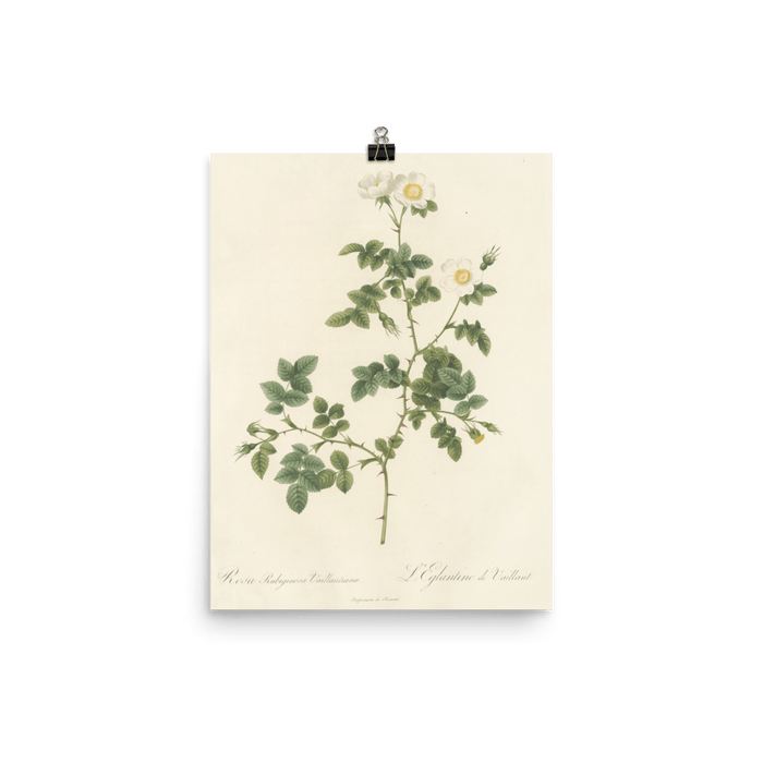 "White Flowers" Art Print - Lone Fox
