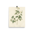 "White Flowers" Art Print - Lone Fox
