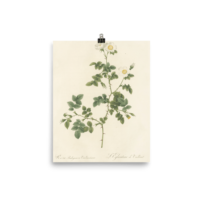 "White Flowers" Art Print - Lone Fox