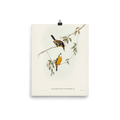 "Yellow - breasted Flycatcher" Art Print - Lone Fox