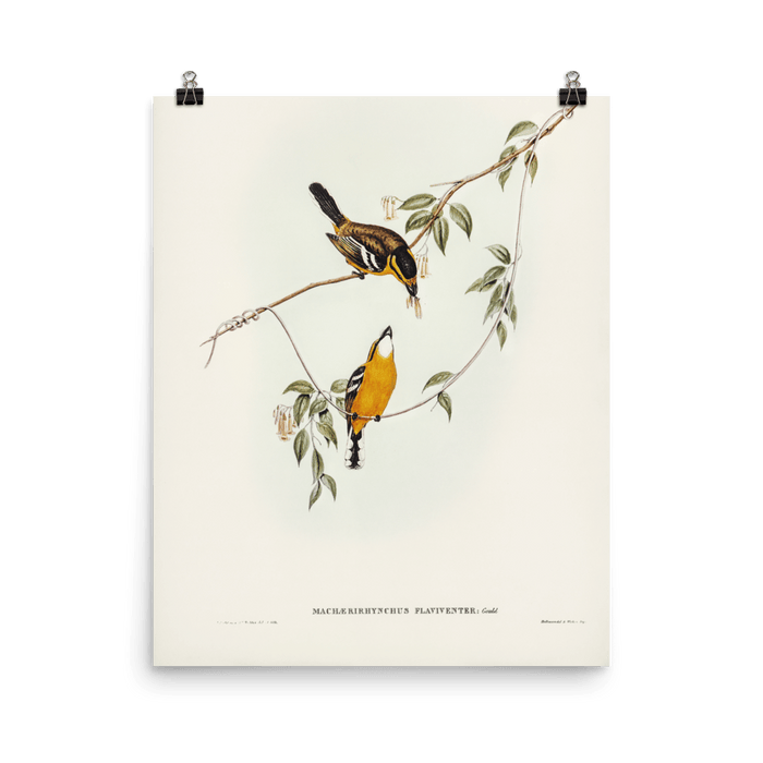 "Yellow - breasted Flycatcher" Art Print - Lone Fox